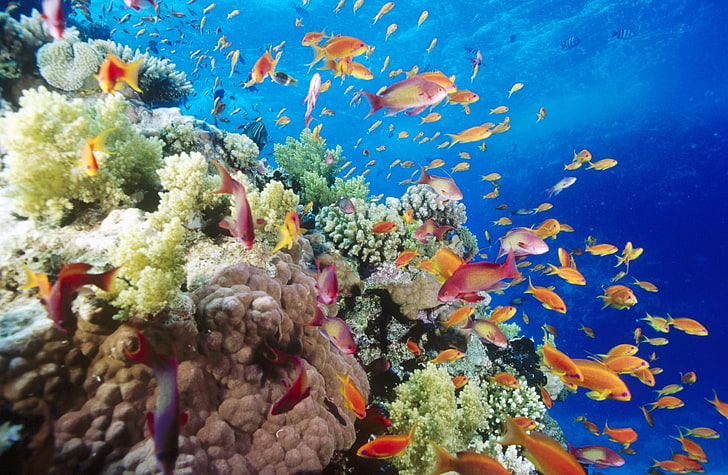 Arrecife de coral del sur del Mar Rojo cerca de Safaga Egipto, arrecifes de coral y peces, animales, mar, cerca, Egipto, arrecife, coral, sur, Safaga, Fondo de pantalla HD
