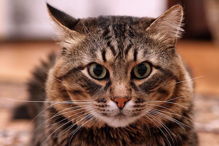 котка, мустаци, котки, раиран сибирец, фотограф Александър месари, HD тапет