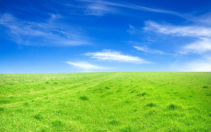 grön, gräs, blå, himmel, HD tapet