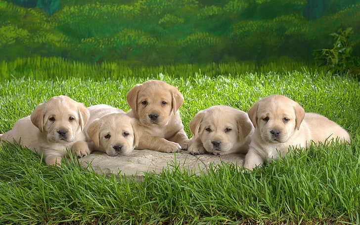 beş sarı Labrador retriever yavru, labrador, yavru, çimen, köpek, HD masaüstü duvar kağıdı