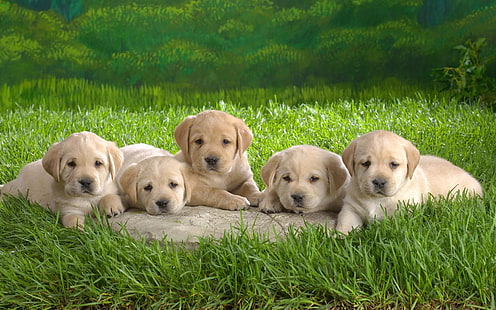 beş sarı Labrador retriever yavru, labrador, yavru, çimen, köpek, HD masaüstü duvar kağıdı HD wallpaper