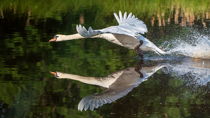 white, water, squirt, pose, reflection, bird, wings, Swan, the rise, pond, stroke, run, HD wallpaper
