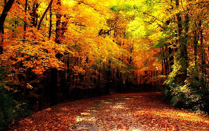 wisconsin autumn-scenery HD Wallpaper, HD wallpaper