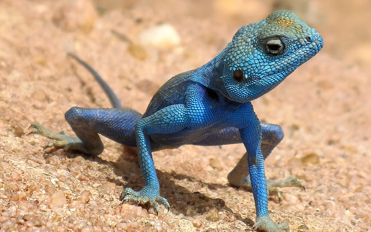 blue amphibian, sand, claws, eyes, lizard, HD wallpaper