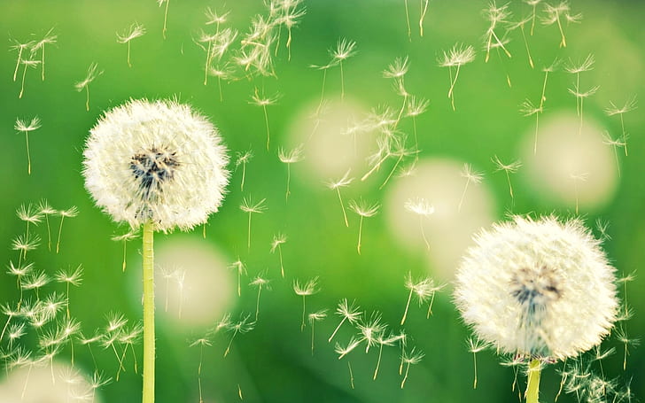 Dandelion Fluff, dandelion, fluff, grass, nature, HD wallpaper