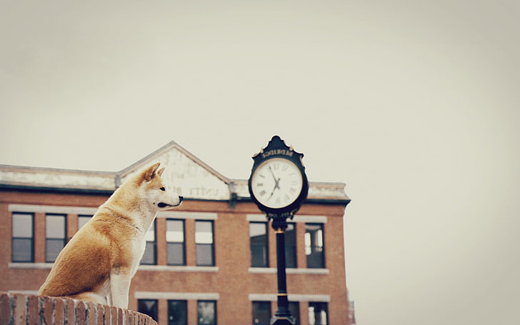 Hachiko on brown brick wall during daytime, Hachi: A Dog's Tale, dog, HD wallpaper