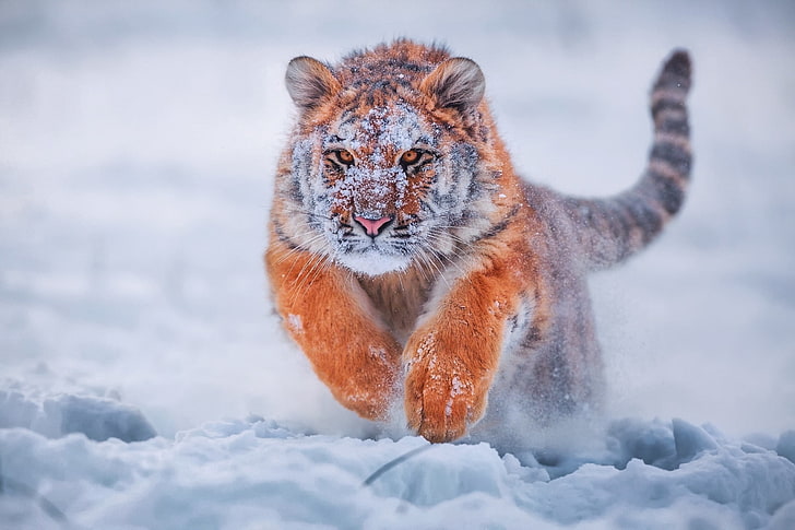 tigre marrón, gato salvaje marrón y negro corriendo durante el invierno, tigre, animales, nieve, naturaleza, frío, profundidad de campo, naranja, Fondo de pantalla HD
