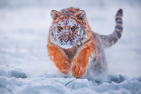 tigre marrón, gato salvaje marrón y negro corriendo durante el invierno, tigre, animales, nieve, naturaleza, frío, profundidad de campo, naranja, Fondo de pantalla HD HD wallpaper