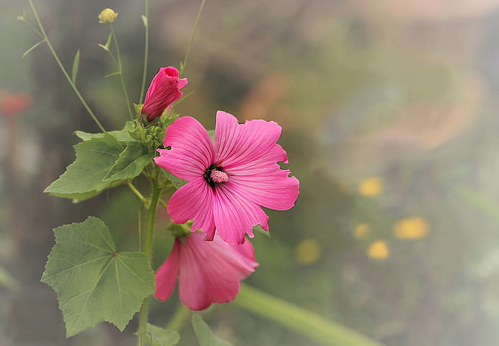 rosa Malvenblumen, Blumen, Hintergrund, Rosa, Malve, HD-Hintergrundbild