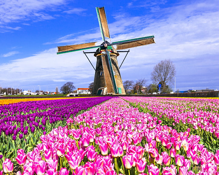 assorted-color field of tulips, field, mill, tulips, Netherlands, colorful, Keukenhof, Lisse, HD wallpaper