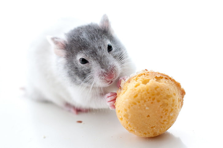 white and black mouse, hamster, rodent, cookies, HD wallpaper