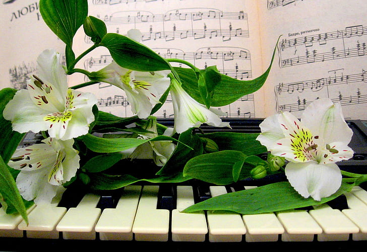 My Melody - You're Beautiful, piano, to you, music, flowers, 3d and abstract, HD wallpaper