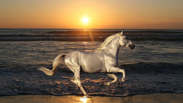 белый конь, природа, жеребец, конь, животные, аттракционы, море, HD обои