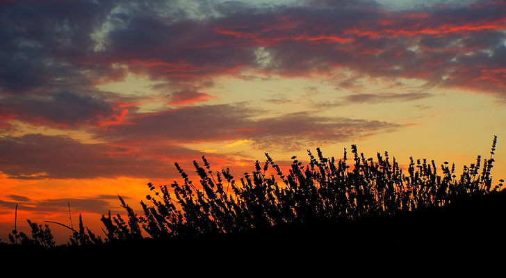 silhouette of grass wallpaper, sunset, lavender, field, HD wallpaper