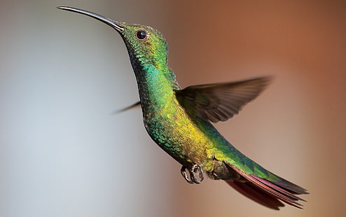 zielono-żółta figurka ptaka, kolibry, ptaki, zwierzęta, Tapety HD HD wallpaper