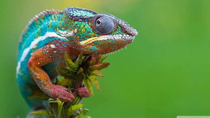 multicolored chameleon, nature, animals, reptiles, chameleons, colorful, HD wallpaper