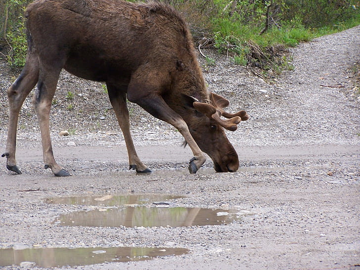 Moose Takes A Drink, brown moose, moose, wild, drink, animals, HD wallpaper