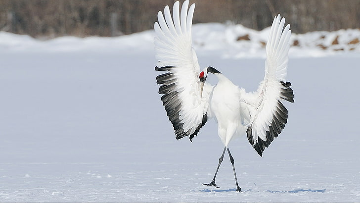 white and black flamingo, winter, snow, bird, wings, dance, Japanese crane, HD wallpaper