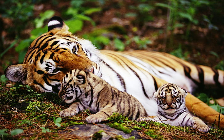 Wild Tiger Two Cubs, Animals, Tiger, animal, cube, tigers, HD wallpaper