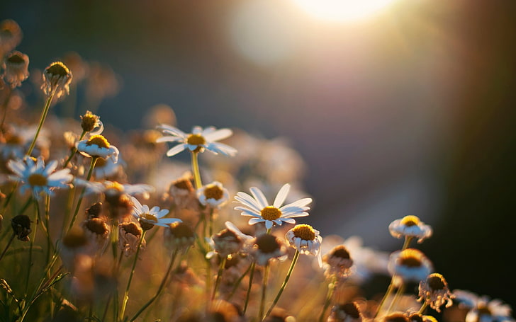 ดอกไม้กลีบดอกสีขาวดวงอาทิตย์ดอกไม้พื้นหลังวอลล์เปเปอร์เดซี่ไวด์สกรีนเต็มหน้าจอวอลเปเปอร์ HD, วอลล์เปเปอร์ HD