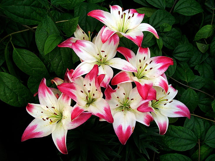 ดอกไม้, ลิลลี่, กลีบดอกสีขาวสีแดง, ใบไม้, ดอกไม้, ลิลลี่, สีแดง, สีขาว, กลีบดอก, ใบไม้, วอลล์เปเปอร์ HD