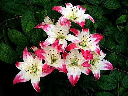 Bunga, lily, kelopak putih merah, daun, Bunga, Lily, Merah, Putih, Kelopak, Daun, Wallpaper HD HD wallpaper