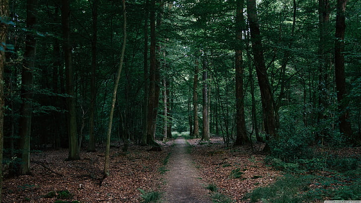 غابة، خلفية HD