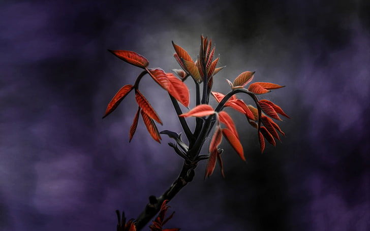 roter und gelber Blumendekor, Natur, Blätter, rote Blätter, Niederlassung, digitale Kunst, HD-Hintergrundbild