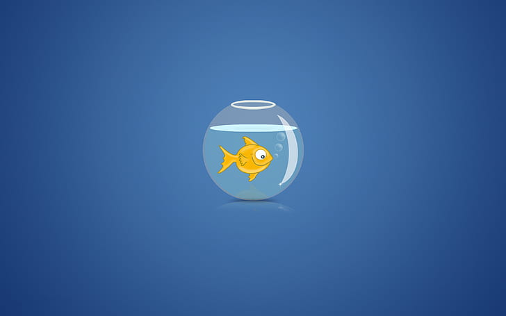 вода, пузыри, фон, аквариум, золотая рыбка, HD обои