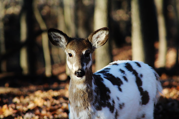 white and brown deer, sika deer, color, deer, HD wallpaper