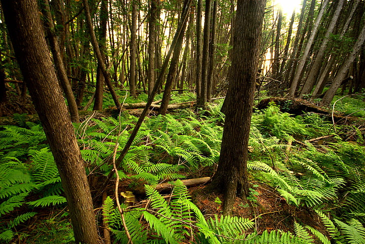 green fern plant in forest of trees, Cedar, Swamp Forest, Forest  green, fern, plant, trees, burnett county, swamp  forest, forest  national, national park service, nikon d60, norway, point, bottomlands, sna, nps, saint croix national scenic riverway, sigma, 20mm, f/4, ex, dc, hsm, tree, wisconsin state natural area, nature, forest, rainforest, green Color, outdoors, leaf, landscape, tropical Climate, scenics, HD wallpaper