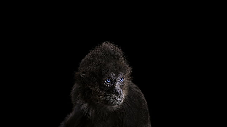 Photography, Mammals, Monkeys, Simple Background, Cute, Animals, black monkey, photography, mammals, monkeys, simple background, cute, animals, 2560x1440, HD wallpaper