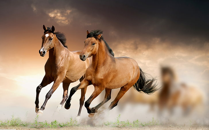 Коричневые Лошади Скачущие Обои Hd 5120 × 3200, HD обои