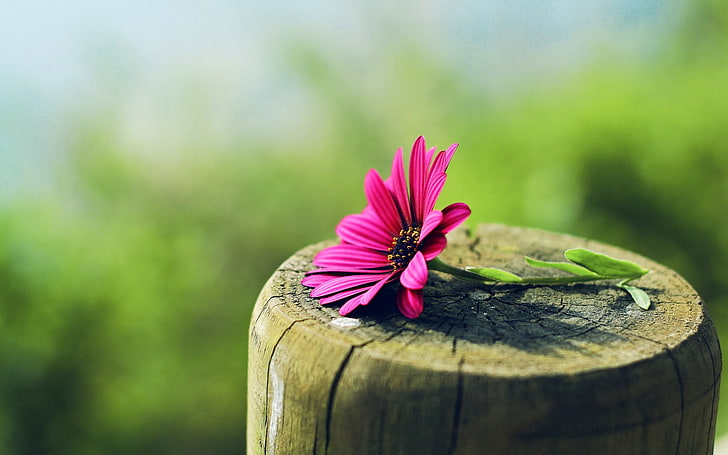 bunga daisybush pink, bunga, kayu, aster, bunga ungu, Wallpaper HD