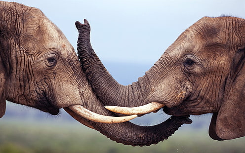 przyroda, zwierzęta, dzika przyroda, słoń, Tapety HD HD wallpaper