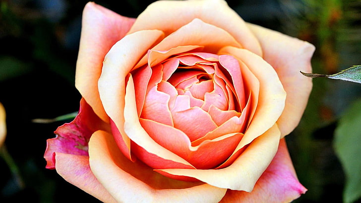 flower, rose, garden roses, flowering plant, plant, flora, close up, petal, macro photography, peach, HD wallpaper