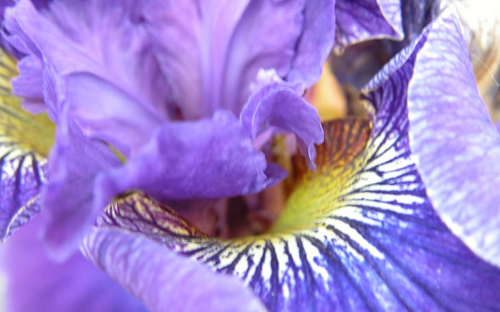 Iris morado, grande, amarillo, naturaleza, iris, flor, morado, blanco, pétalos, naturaleza y paisajes, Fondo de pantalla HD
