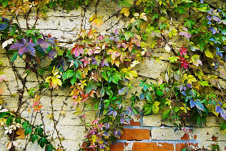 зеленое лиственное растение, осень, листья, стена, краска, рисунок, цвет, плющ, HD обои