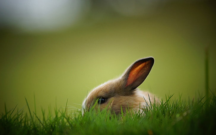 fotografi closeup kelinci di rumput, kelinci, hewan, Wallpaper HD