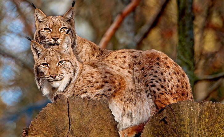 Lynx Animals, two bobcats, Animals, Wild, Lynx, HD wallpaper