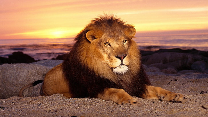 imagen del león para colorear, Fondo de pantalla HD