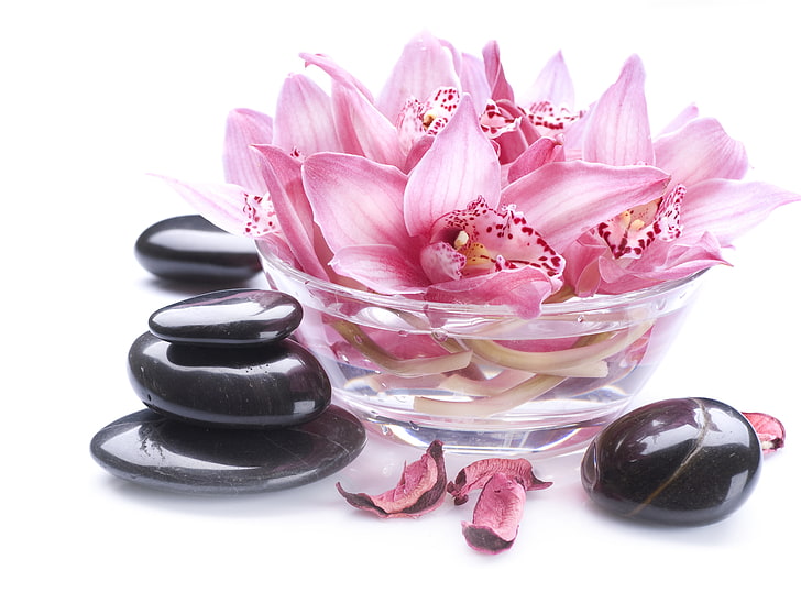розовые лепестковые цветы, лепестки, чаша, орхидея, спа камни, HD обои