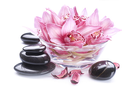 розовые лепестковые цветы, лепестки, чаша, орхидея, спа камни, HD обои HD wallpaper
