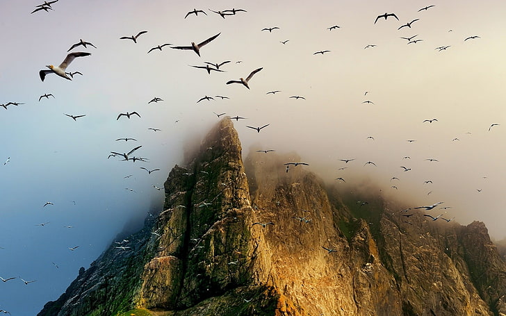 brown mountain, birds, seagulls, flying, coast, cliff, island, Scotland, mist, nature, mountains, landscape, UK, HD wallpaper