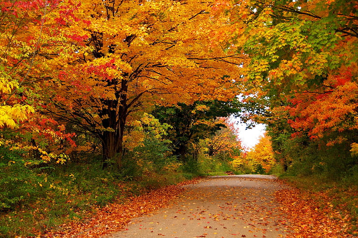 Musim Musim Gugur Pohon Dedaunan Alam, alam, musim, musim gugur, pohon, dedaunan, Wallpaper HD