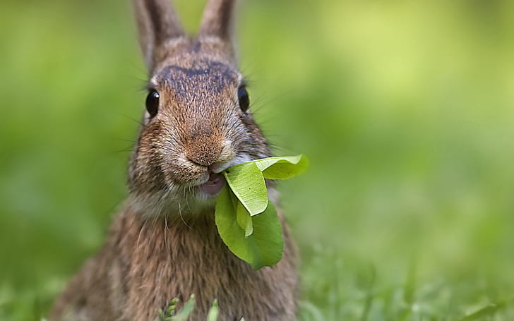 Cute Rabbit, rabbit, HD wallpaper
