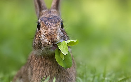 Lindo conejo, conejo, Fondo de pantalla HD HD wallpaper