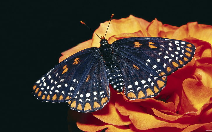 Farfalla Baltimora-Windows 10 Wallpaper, falena nera, bianca e arancione, Sfondo HD