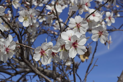 бели цветя, цветя, цъфтящи, бадемово дърво, пролет, HD тапет HD wallpaper