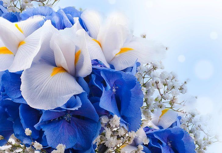 Azul, 4K, flores de iris, ramo de flores, hortensias azules, blanco, Fondo de pantalla HD